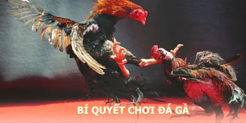 Bí quyết chơi đấu gà hiệu quả bạn nên áp dụng 